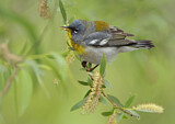 Image. Northern Parula