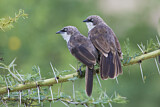 Image. Northern Pied Babbler