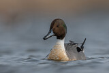 Image. Northern Pintail