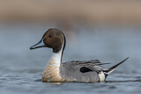 Image. Northern Pintail