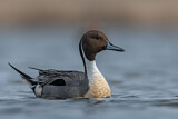 Image. Northern Pintail