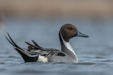 Image. Northern Pintail