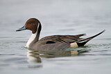 Image. Northern Pintail
