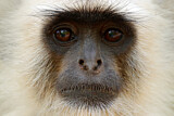 Image. Northern Plains Gray Langur