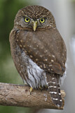 Image. Northern Pygmy Owl