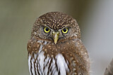Image. Northern Pygmy Owl
