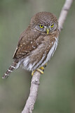 Image. Northern Pygmy Owl