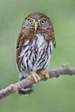Image. Northern Pygmy Owl