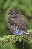 Image. Northern Pygmy Owl
