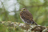 Image. Northern Pygmy Owl