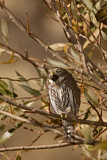 Image. Northern Pygmy Owl