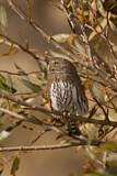 Image. Northern Pygmy Owl
