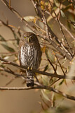 Image. Northern Pygmy Owl