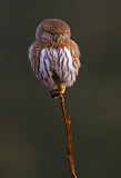 Image. Northern Pygmy Owl