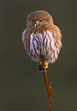 Image. Northern Pygmy Owl