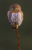 Image. Northern Pygmy Owl