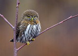 Image. Northern Pygmy Owl