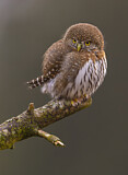 Image. Northern Pygmy Owl