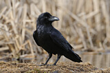 Image. Northern Raven