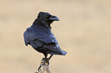 Image. Northern Raven