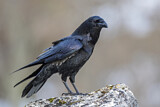 Image. Northern Raven