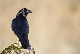 Image. Northern Raven