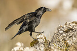 Image. Northern Raven