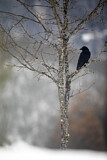 Image. Northern Raven