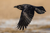 Image. Northern Raven