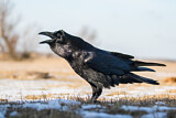 Image. Northern Raven