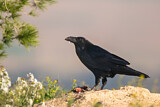 Image. Northern Raven