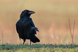 Image. Northern Raven