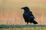 Image. Northern Raven