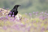 Image. Northern Raven
