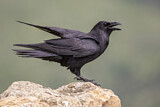 Image. Northern Raven