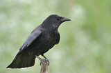 Image. Northern Raven