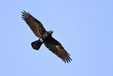 Image. Northern Raven