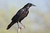 Image. Northern Raven