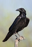 Image. Northern Raven