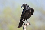 Image. Northern Raven