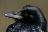 Image. Northern Raven