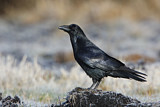 Image. Northern Raven