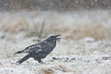 Image. Northern Raven