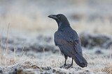 Image. Northern Raven