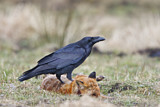 Image. Northern Raven