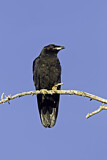 Image. Northern Raven
