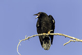 Image. Northern Raven