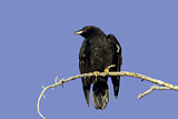 Image. Northern Raven
