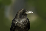Image. Northern Raven