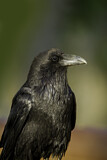 Image. Northern Raven